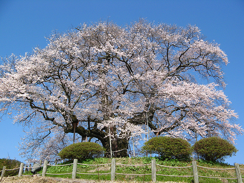醍醐桜のキレイな見頃はいつ？開花してライトアップの時期を確認しよう。